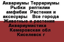 Аквариумы.Террариумы.Рыбки, рептилии, амфибии. Растения и аксесуары - Все города Животные и растения » Аквариумистика   . Кемеровская обл.,Киселевск г.